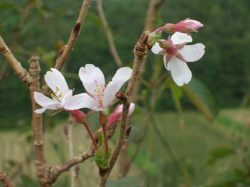 彼岸桜